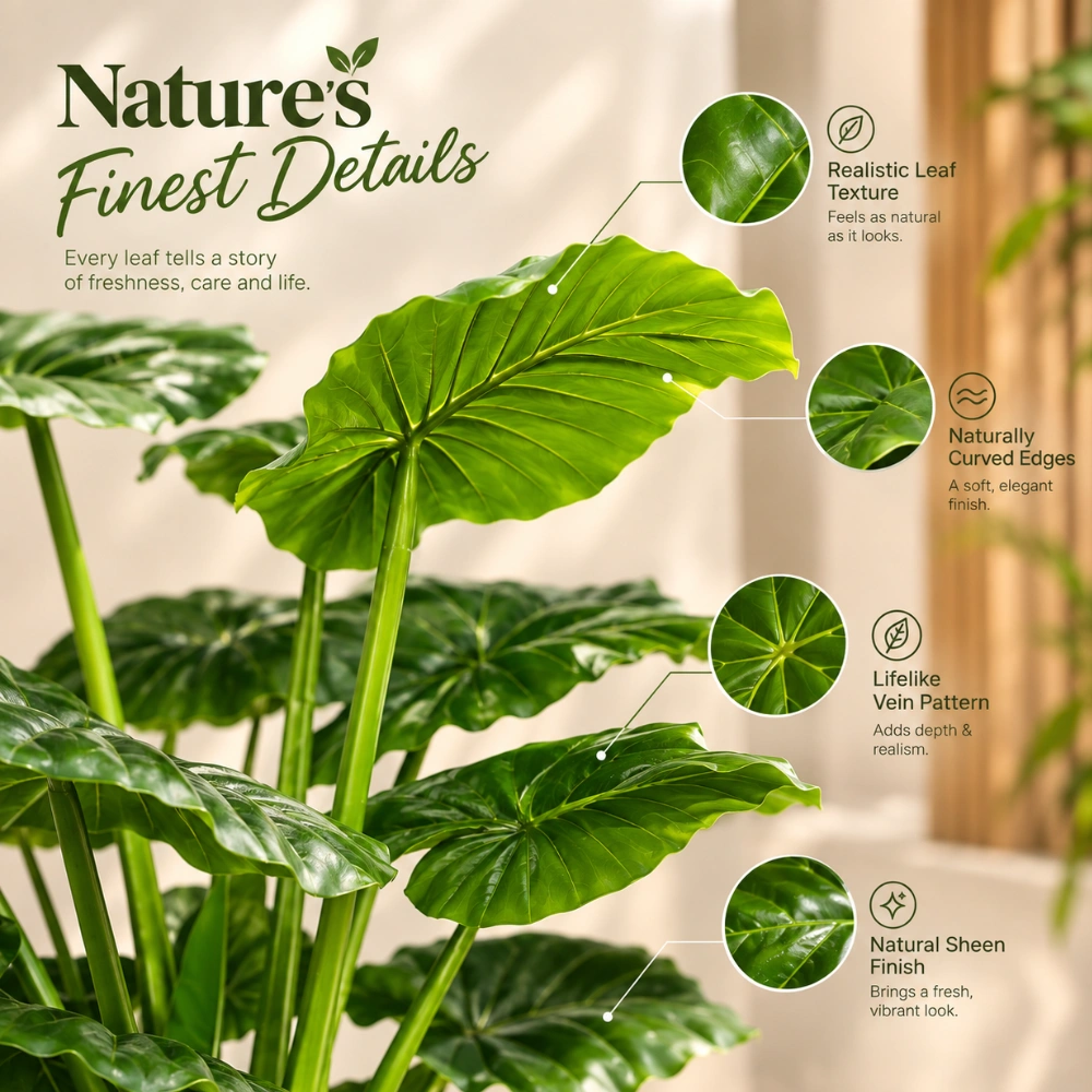 Broad Leaves with Gentle Curves