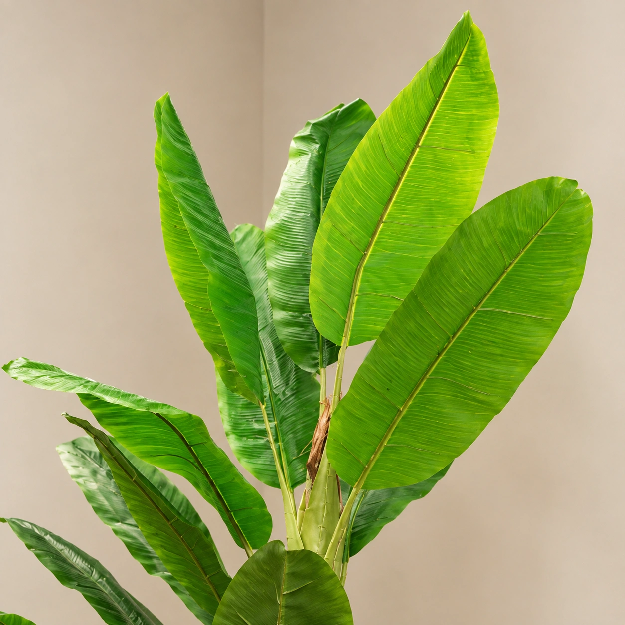 Broad Tropical Leaves with Vertical Presence