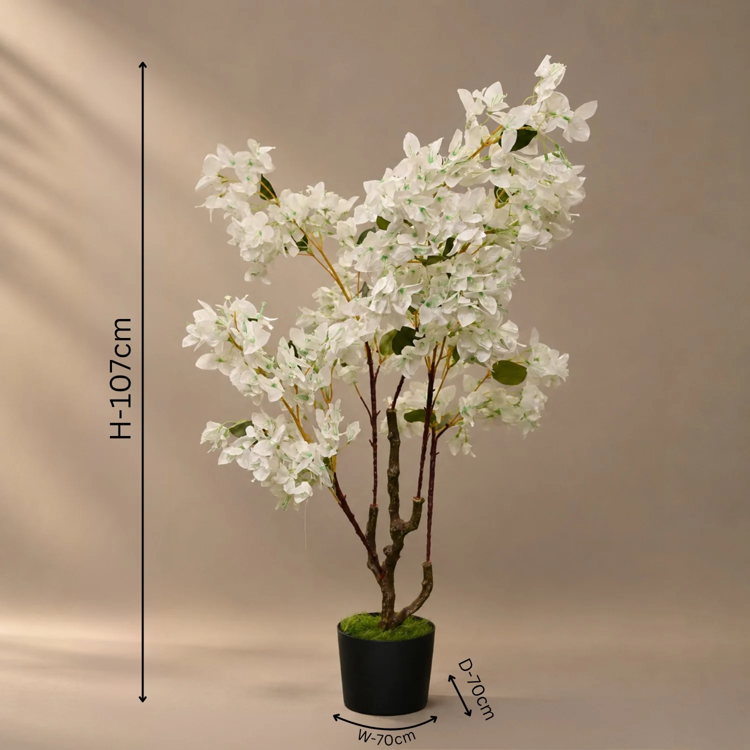 An Airy Canopy of White Blossoms
